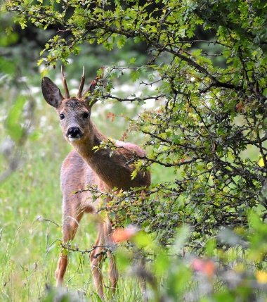 Junger Hirsch im Wald