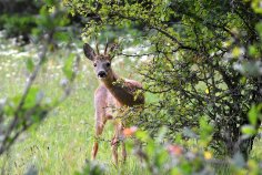Hirsch im Wald